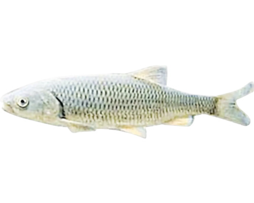 Ein einzelner Fisch mit Schuppenmuster