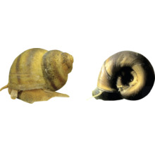 Zwei Apfelschnecken für Aquarien