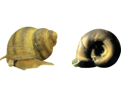 Zwei Apfelschnecken für Aquarien