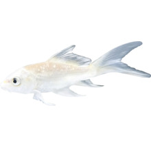 Weißer Koi Fisch für den Gartenteich