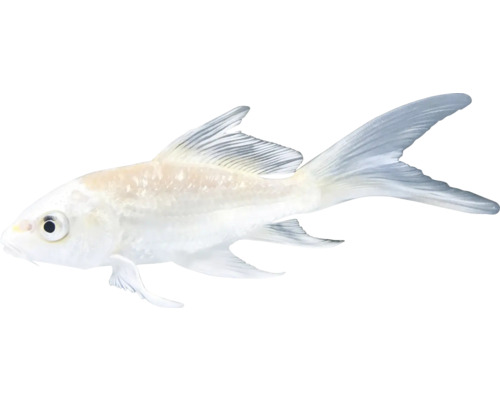 Weißer Koi Fisch für den Gartenteich