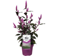 Celosia-Pflanze in einem Topf