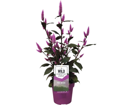 Celosia-Pflanze in einem Topf