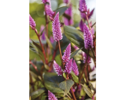 Nahaufnahme einer Celosie Pflanze mit ihren charakteristischen Blütenständen