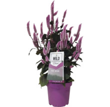 Celosia Pflanze in einem Pflanzgefäß