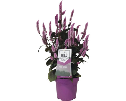 Celosia Pflanze in einem Pflanzgefäß