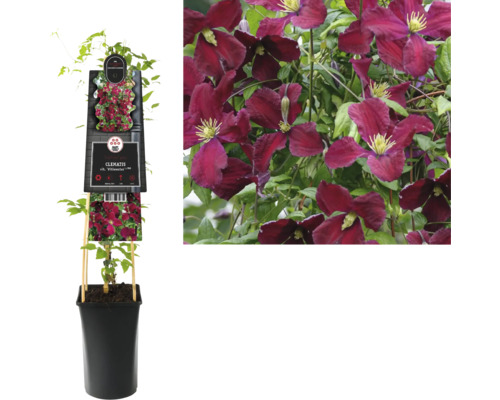 Waldrebe FloraSelf Clematis vitalba 'Vitiwester' H 50-70 cm Co 2,3 L