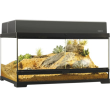 Eingerichtetes Terrarium mit Pflanzen und Steinen
