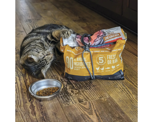 Eine getigerte Katze liegt neben einer Schüssel mit Futter und einer geöffneten Tüte Trockenfutter.