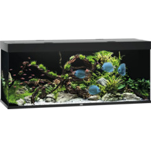 Aquarium mit Fischen, Pflanzen und Dekorationen