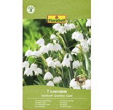 Verpackung mit sieben Sommerknotenblumen der Sorte Gravetye Giant von FloraSelf