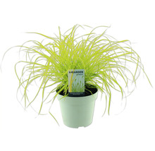 Federborstgras in einem Topf