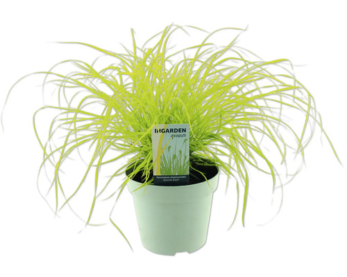 Federborstgras in einem Topf