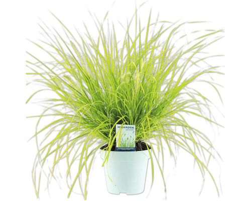 Lampenputzergras im Topf
