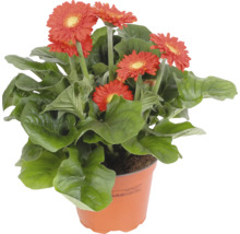 Gerbera Pflanze im Topf mit roten Blüten und grünen Blättern
