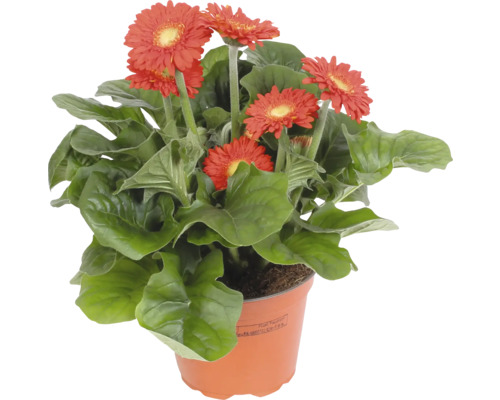Gerbera Pflanze im Topf mit roten Blüten und grünen Blättern