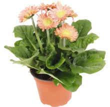 Gerbera Pflanze im Topf mit Blättern