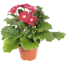 Gerbera Pflanze im Topf mit roten Blüten