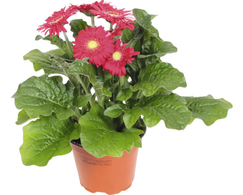 Gerbera Pflanze im Topf mit roten Blüten