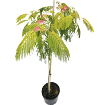 Seidenbaum im Topf mit Blättern und Blüten