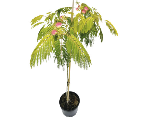 Seidenbaum im Topf mit Blättern und Blüten