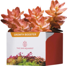Ludwigia palustris ''Super Red'' im Topf für Aquarien