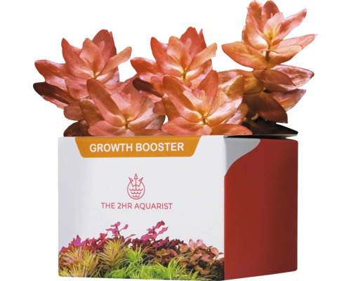 Aquariumpflanzendünger 2HR Aquarist APT APT j / Jazz PlantBooster 54 Stück Düngekapseln Ludwigia palustris ''Super Red'' im Topf für Aquarien