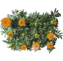 Tagetes Pflanze mit grünen Blättern und orangefarbenen Blüten