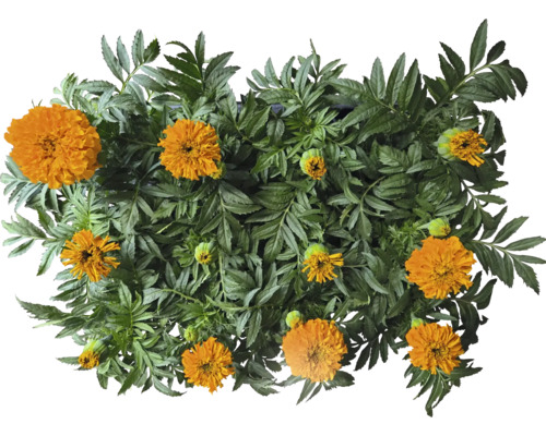 Tagetes Pflanze mit grünen Blättern und orangefarbenen Blüten