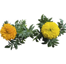 Ringelblumen mit grünen Blättern