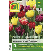 Tulpenmischung für Beet und Schnitt, 35 bis 40 cm hoch, Blütezeit April