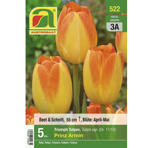 Verpackung Triumph Tulpen der Sorte Prinz Armin, 55 Zentimeter Wuchshöhe, Blütezeit April bis Mai