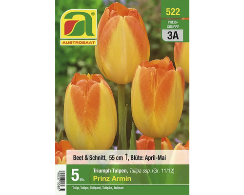 Verpackung Triumph Tulpen der Sorte Prinz Armin, 55 Zentimeter Wuchshöhe, Blütezeit April bis Mai