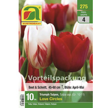 Austro Saattulpenmischung Love Circles Vorteilspackung mit zehn Stück