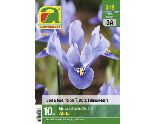 Iris reticulata Alida Blumenzwiebeln für Beet und Topf