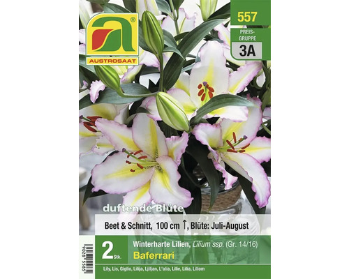 Winterharte Lilien Baferrari, Blumenzwiebeln für Beet und Schnitt, Höhe circa 100 cm, Blütezeit Juli bis August