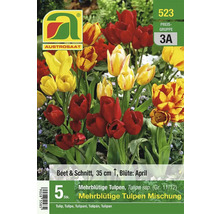 Mehrblütige Tulpenmischung, Beet- und Schnittblume, Höhe 35 cm