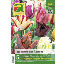 Papagei Tulpen Mischung von Austro saat, Beet- und Schnittblume, Höhe circa 35 cm, Blütezeit Mai