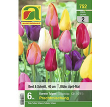Austro Saat Darwin Tulpen Prachtmischung, 6 Stück, geeignet für Beet und Schnitt