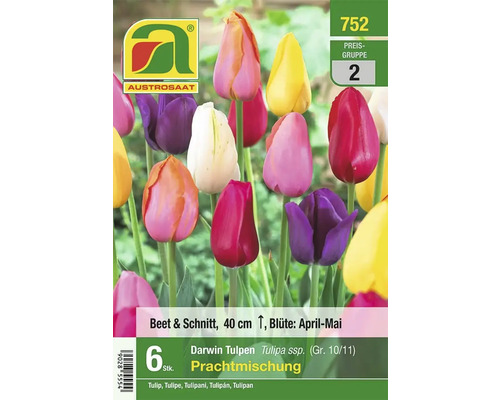 Austro Saat Darwin Tulpen Prachtmischung, 6 Stück, geeignet für Beet und Schnitt