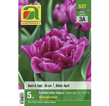 Austro Saat gefüllte frühe Tulpen Showcase, 5 Stück, zur Bepflanzung von Beet und Topf geeignet
