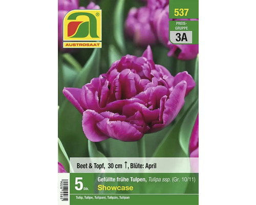 Austro Saat gefüllte frühe Tulpen Showcase, 5 Stück, zur Bepflanzung von Beet und Topf geeignet