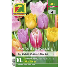 Austrosaat Tulpenmischung mit gefransten Blüten, geeignet für Beet und Schnitt, 45 bis 50 cm hoch, Blütezeit im Mai, 10 Stück