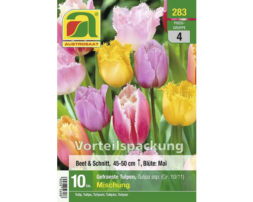 Austrosaat Tulpenmischung mit gefransten Blüten, geeignet für Beet und Schnitt, 45 bis 50 cm hoch, Blütezeit im Mai, 10 Stück