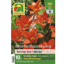 Tulpenmischung Park Dreamway im Vorteilspack für Beet und Topf, circa 20 cm hoch
