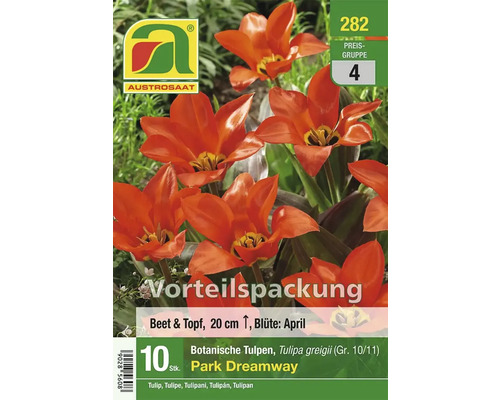 Tulpenmischung Park Dreamway im Vorteilspack für Beet und Topf, circa 20 cm hoch