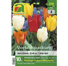 Tulpenmischung in einer Verpackung mit Austrosaat Logo