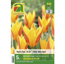 Austro Saat Tulpen Giuseppe Verdi, 5 Stück, für Beet und Topf