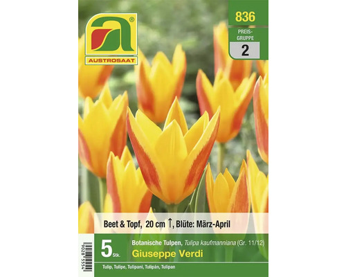 Austro Saat Tulpen Giuseppe Verdi, 5 Stück, für Beet und Topf