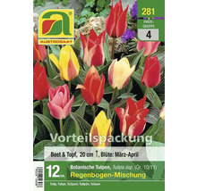 Blumenzwiebel Botanische Tulpe Austrosaat 'Regenbogen-Mischung' 12 Stück